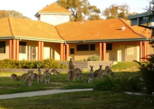Kangaroos-near-building2_sml